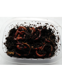 Черви навозные, 30 шт/уп.(125мл)