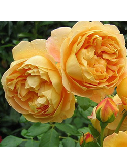 Голден Селебрейшн (Golden Celebration)