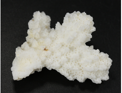 Коралл белый, коллекционный образец, Китай (42*33*20 мм, 12 г) №37695