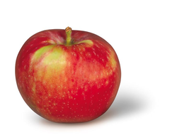 Паула ред (яблоня)