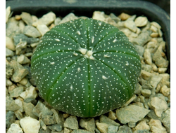 Astrophytum asterias  (D=25-30мм)