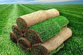 Газоны рулонные и посевные