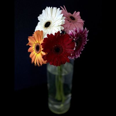 Гербера 5 шт