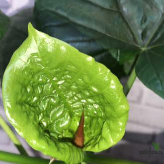 Фикус Умбеллата / Ficus Umbellata