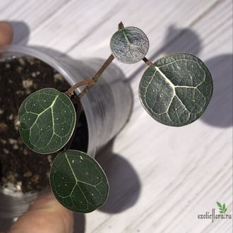 Ficus sp. Sumatra / фикус Суматра