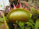 Dionaea muscipula "Yellow Fused Tooth"