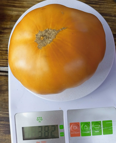 Томат Гном Улуру охра (Dwarf Uluru Ochre), США, Австралия