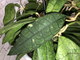 Hoya finlaysonii long leaves