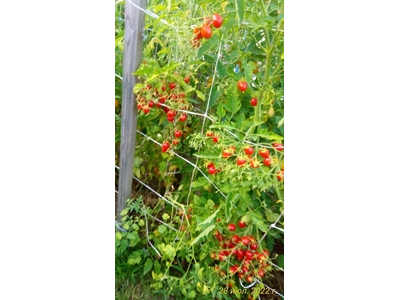 Томат Преподобный Майкл Кейес (Reverend Michael Keyes)