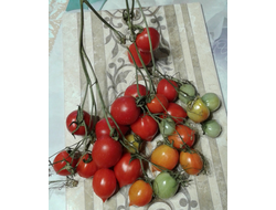 Семена томата Поцелуй герани