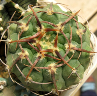Gymnocalycium vatteri v.altautinense  VG-302 (D=22-25мм)