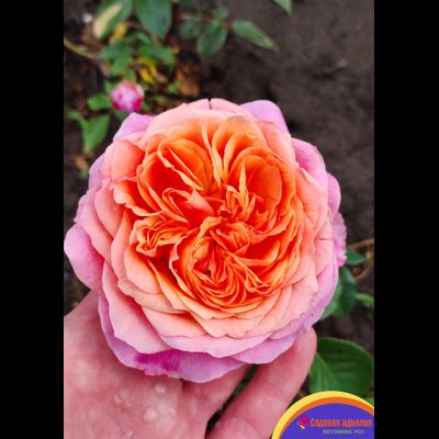 Викторианский Секрет (Victorian Secret)