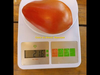 Томат Сердце быка (Coeur de Boeuf), Франция