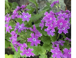Primula sieboldii Sparker
