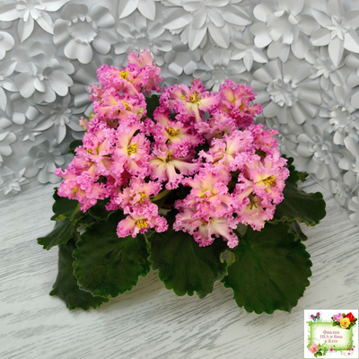 РМ-Богиня Солнца (Н. Скорнякова) 2019 г.