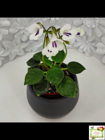 Deinostigma tamiana (Primulina tamiana (примулина тамиана))