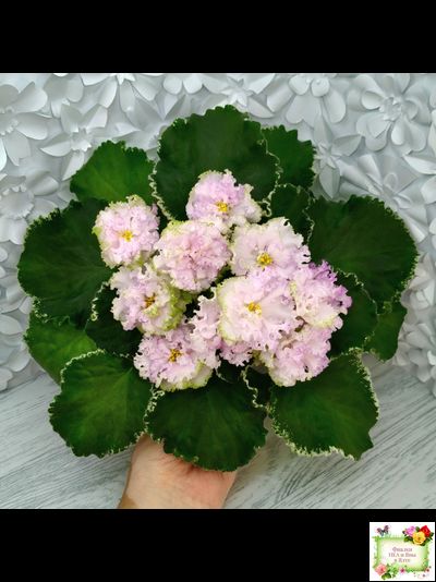 АВ-Богатая Невеста (Фиалковод) 2020 г.