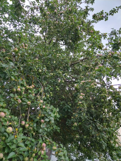 Сок яблочный 100% свежевыжатый | ферма СытникЪ