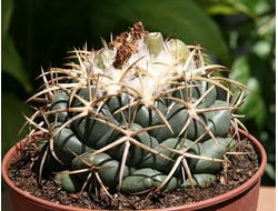 Coryphantha Elephantides