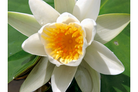 Поездка из Дубровника в Национальный парк Хорватии -Крка. Водопады реки Крка. Транспорт -комфортабельный автомобиль (1-4 человек)