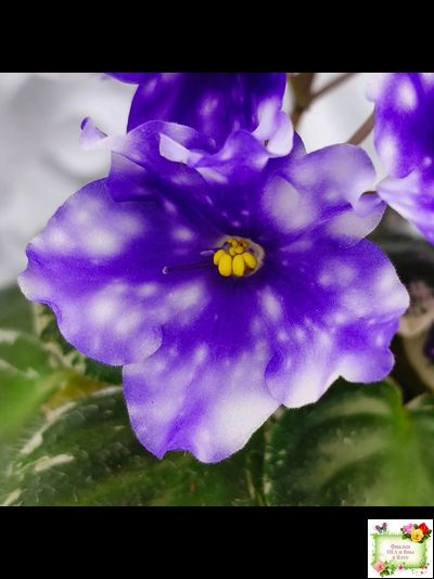 Hunter’s Andromeda (K. Muzalewski) 2023 г.