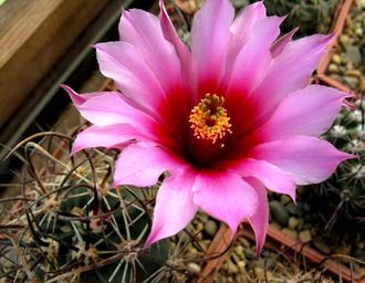 Echinocereus lindsayi MAO-0038 - 5 семян