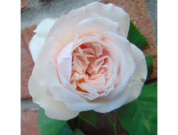 Souvenir de la Malmaison (Сувенир де Мальмазон) бурбонская роза