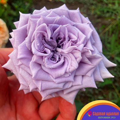 Шато Мертию (Chateau Myrtille)