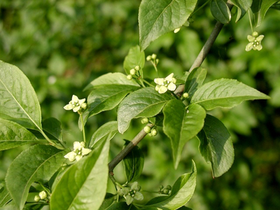 Бересклет европейский