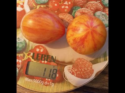 Томат Кровоточащее сердце (Bleeding Heart)