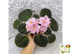 Rivermist Pearls (J. Baker) (10974) 04/13/2018