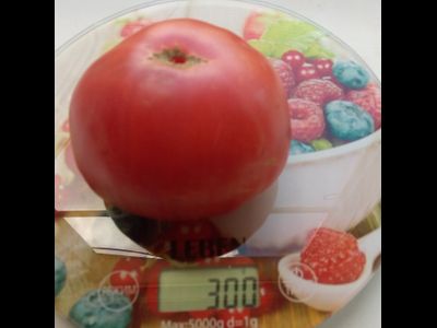 Томат Мамонт (Mammoth)