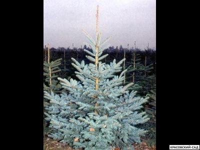 Ель Глаука - Glauca