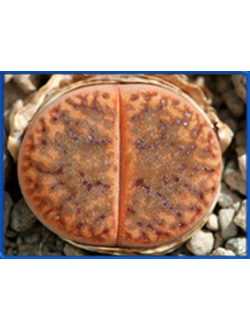 Lithops bromfieldii v. glaudinae C 393 а