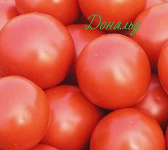 семена томаты "Дональд" 10 шт.