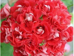 П17 Пеларгония Rosebud Supreme укорененный черенок