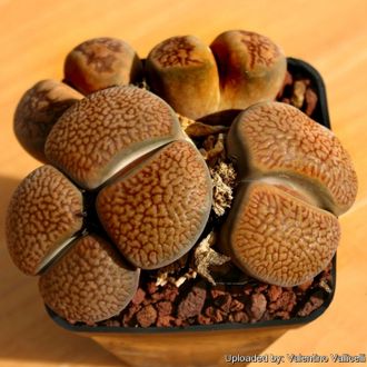 Lithops hookeri v.marginata (red-brown form) C154 (MG-1616.62) - 10 семян