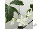 Clerodendrum Schmidtii Chains of Glory /Клеродендрум Цепи славы