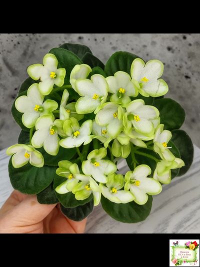 Mac's Misty Meadow (G.McDonald)