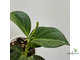 25/07/2025 Hoya Pachyclada Apodagis