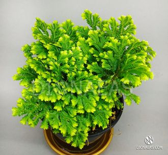 Selaginella Martensii