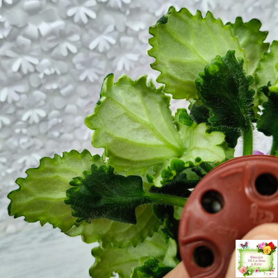 LV-Крапивка (Л. Шевелева) 2024 г. (лист посажен 01.11.25)