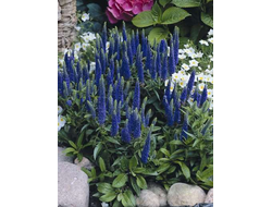 Вероника Алстэ  Двоф Блу (Ulster Dwarf Blue )