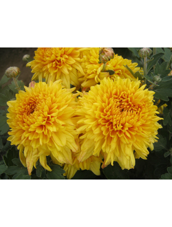 Хризантема корейская Миатида