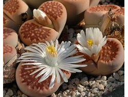 Lithops hallii v.ochracea C372 - 10 семян