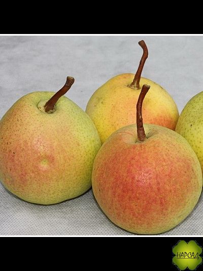 Груша &quot;Крупноплодная Сусова&quot; (Осенняя Сусова) (поздне-осенняя, саженец 2 года)