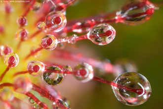 Семена Росянки Drosera MIX