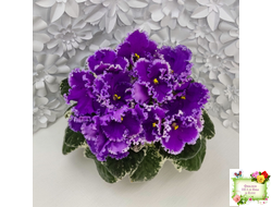 Dn-Юная Француженка (Д. Денисенко) 2016 г.