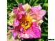 Paeonia Pink Spritzer