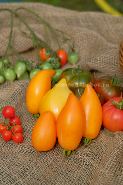 Томат Orange Walk (Оранжевая Прогулка), 10 шт